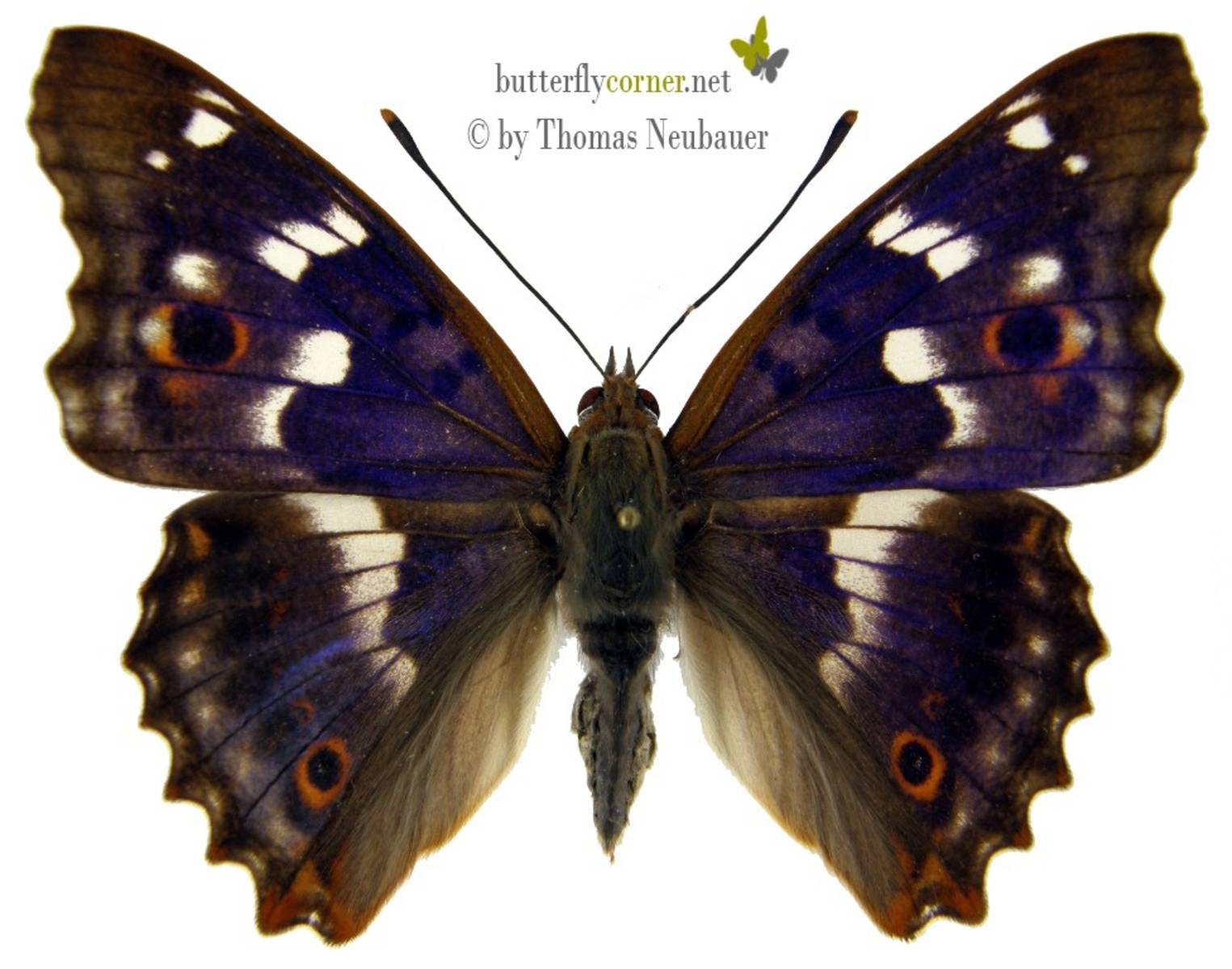 Apatura ilia (light blue hindwing aberration) (Internet Image property of respective owner, non-commercial use only)